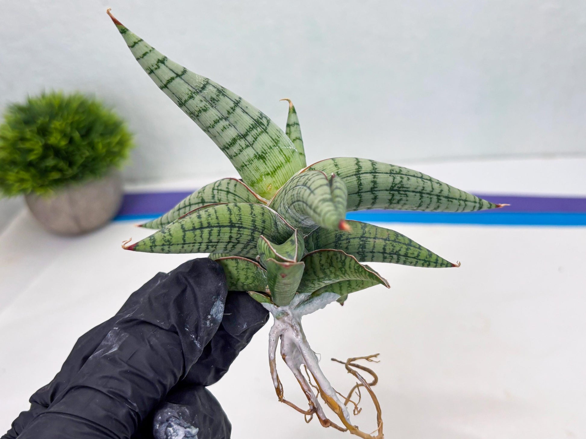 Sansevieria Xiao She (cj4) (13) | Rare Import