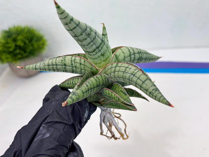 Sansevieria Xiao She (cj4) (13) | Rare Import