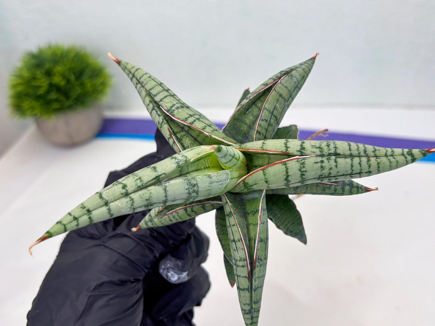 Sansevieria Xiao She (cj4) (13) | Rare Import