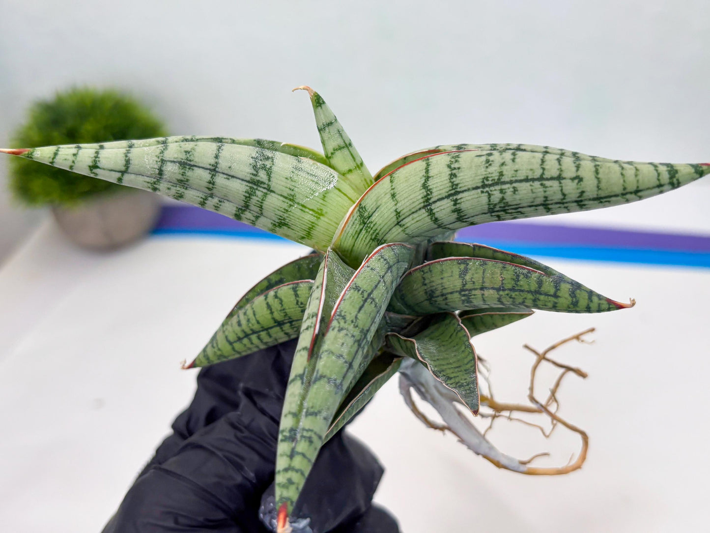 Sansevieria Xiao She (cj4) (13) | Rare Import