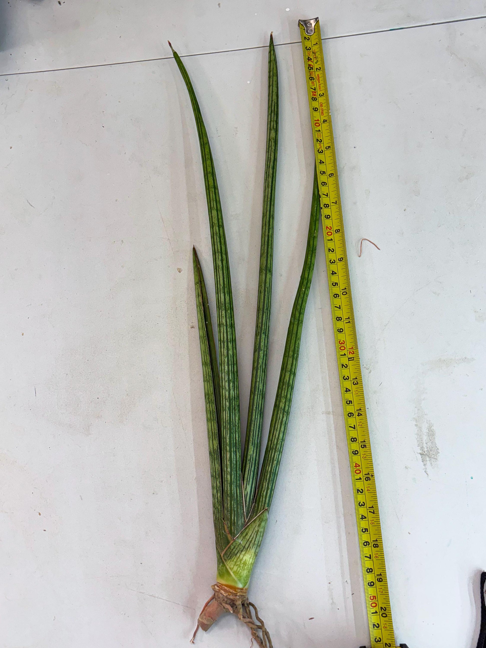 Sansevieria Mill Lignes (b4) | Imported hybrids