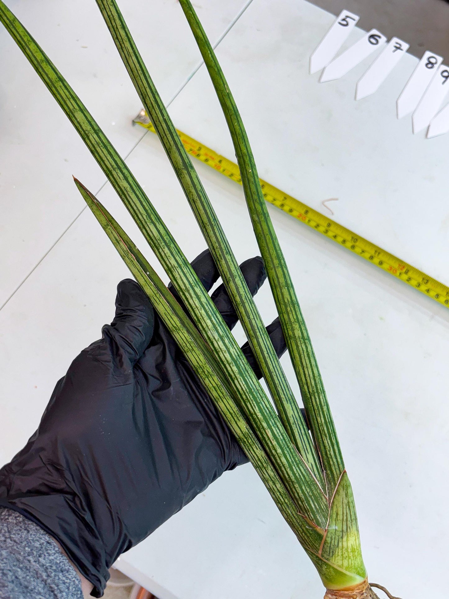 Sansevieria Mill Lignes (b4) | Imported hybrids