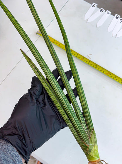 Sansevieria Mill Lignes (b4) | Imported hybrids