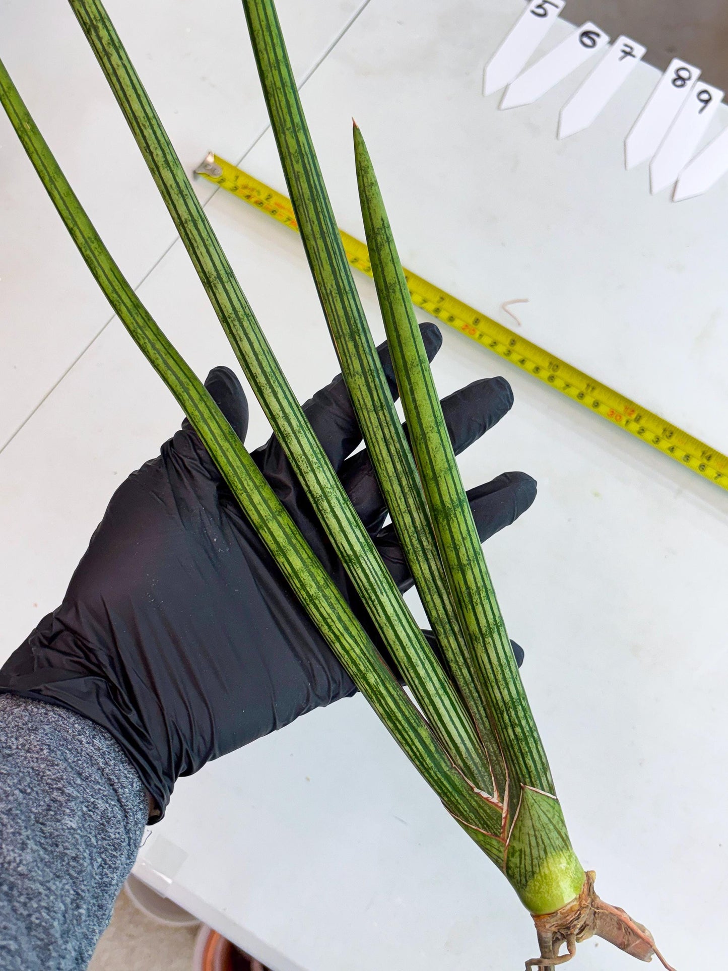 Sansevieria Mill Lignes (b4) | Imported hybrids
