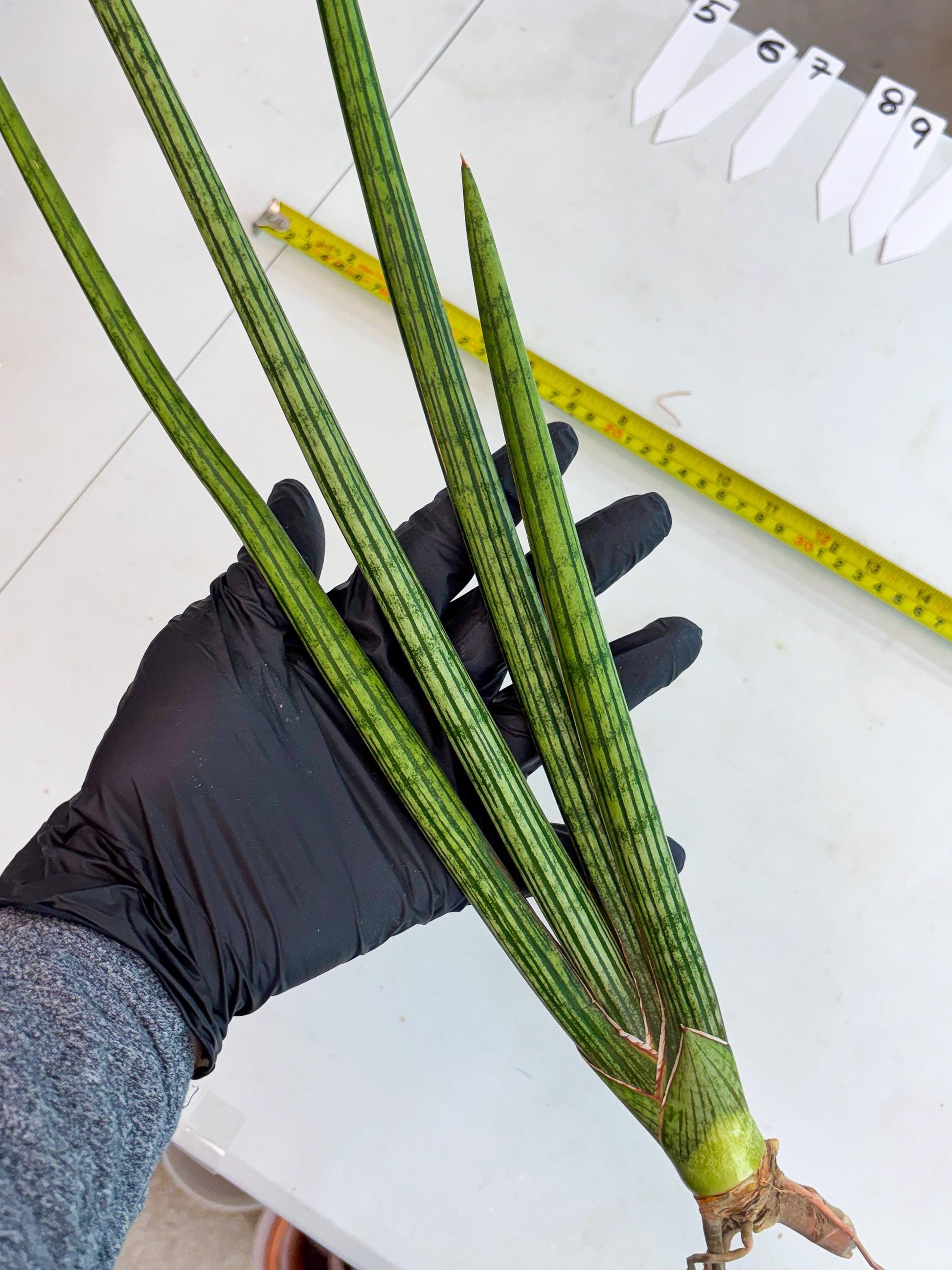 Sansevieria Mill Lignes (b4) | Imported hybrids
