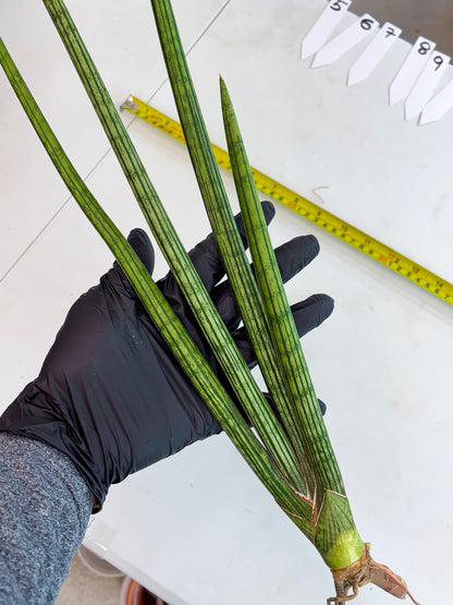 Sansevieria Mill Lignes (b4) | Imported hybrids