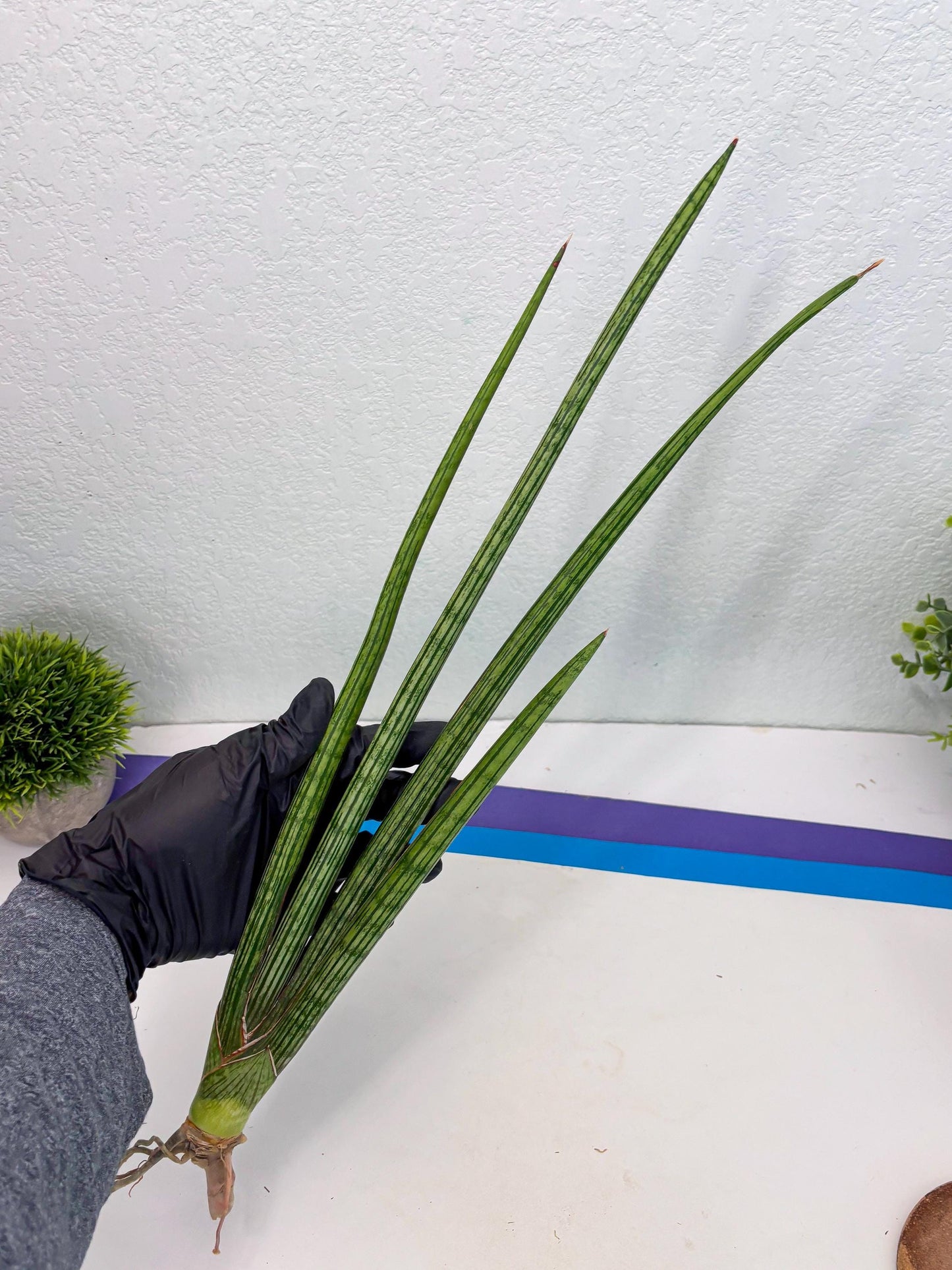 Sansevieria Mill Lignes (b4) | Imported hybrids