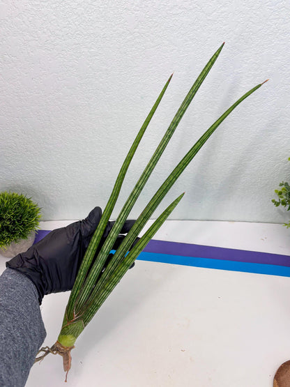Sansevieria Mill Lignes (b4) | Imported hybrids