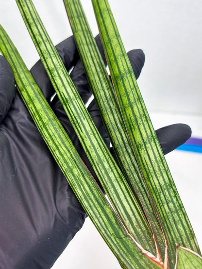 Sansevieria Mill Lignes (b4) | Imported hybrids
