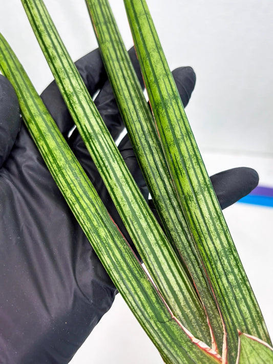 Sansevieria Mill Lignes (b4) | Imported hybrids