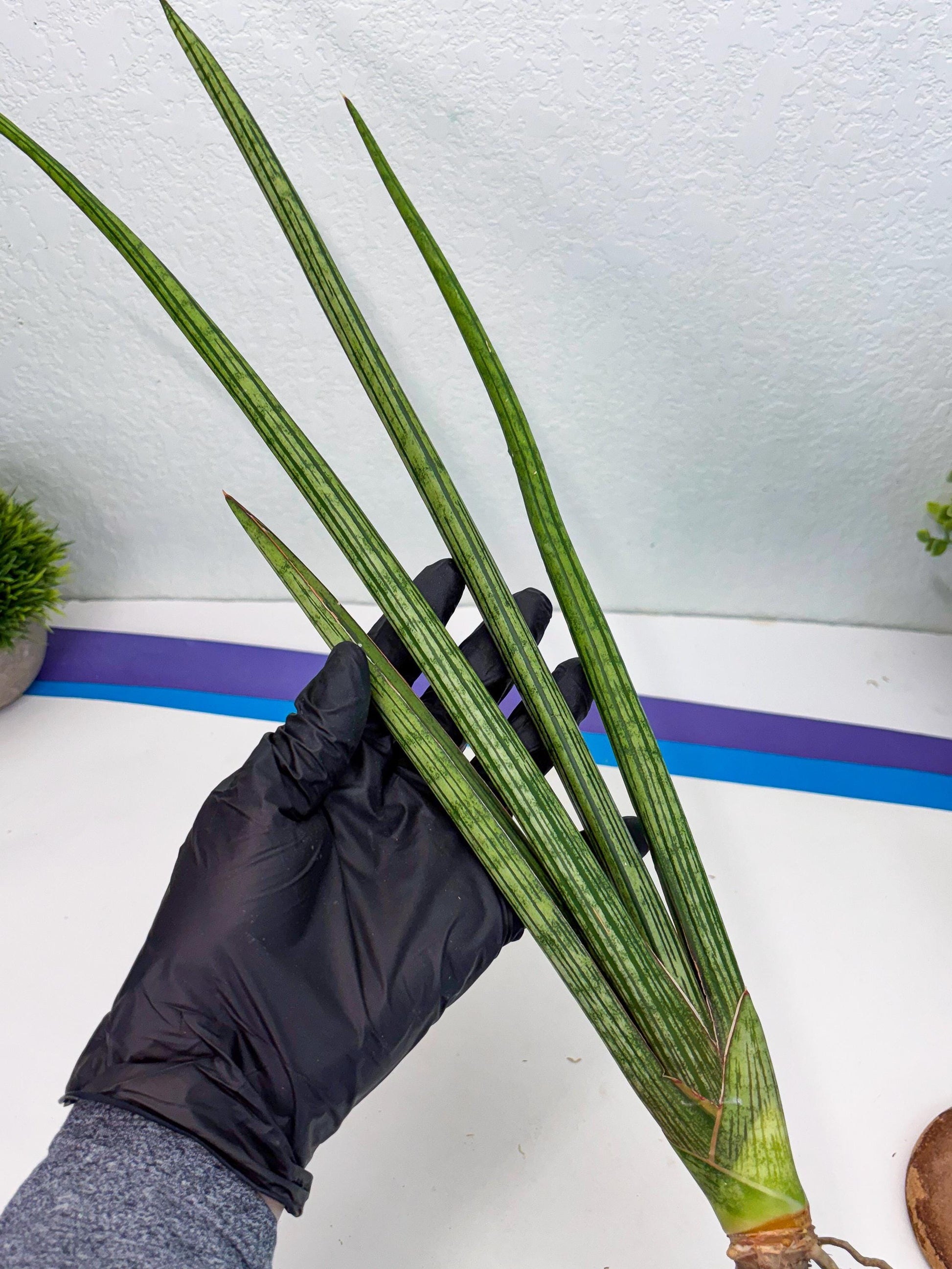 Sansevieria Mill Lignes (b4) | Imported hybrids