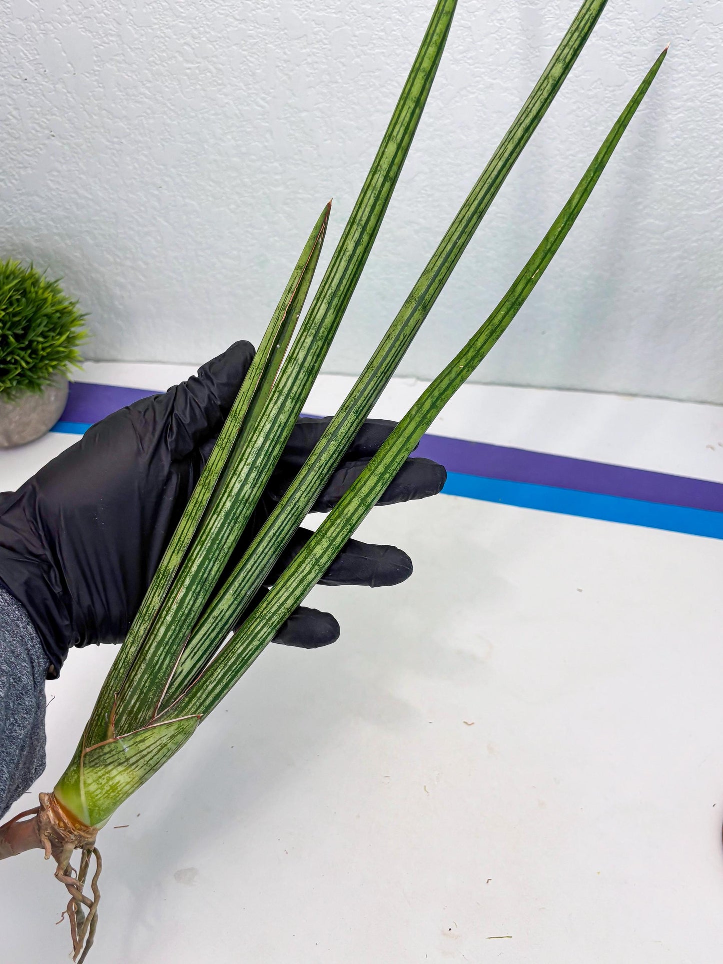 Sansevieria Mill Lignes (b4) | Imported hybrids