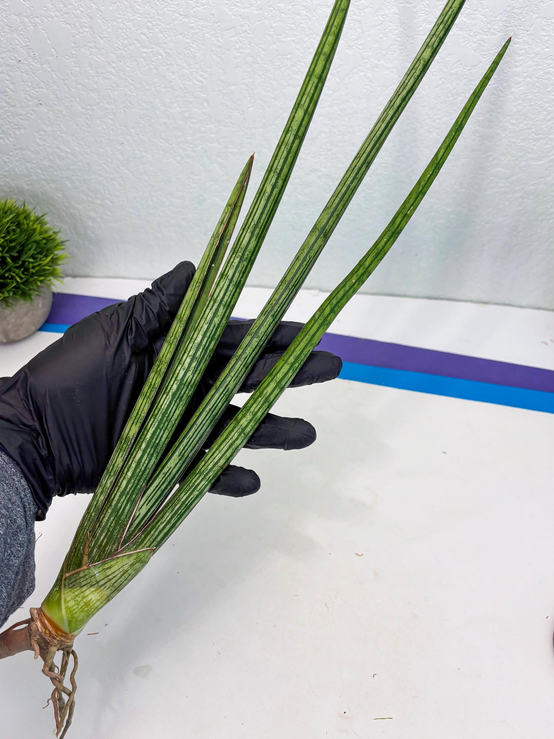 Sansevieria Mill Lignes (b4) | Imported hybrids