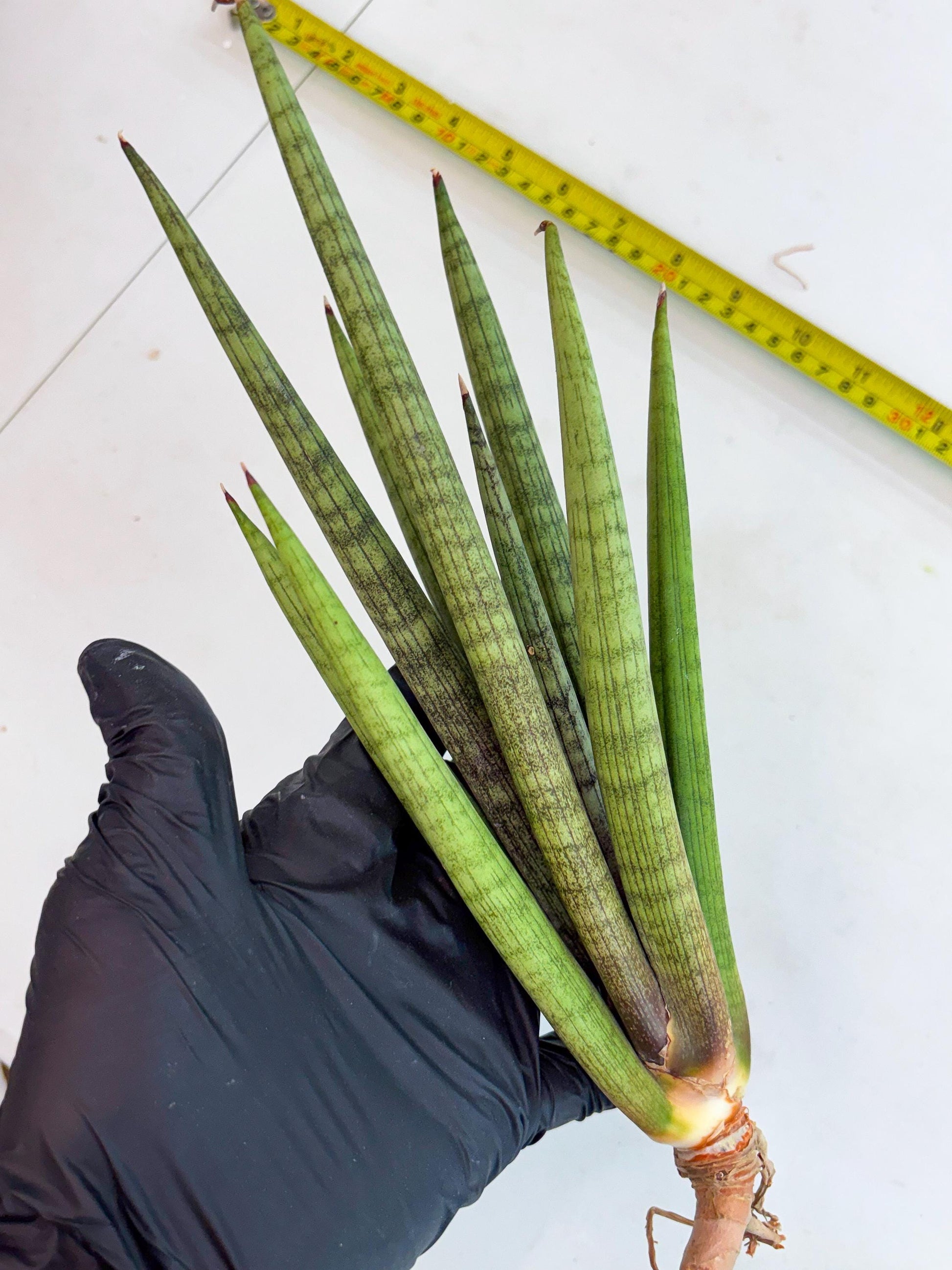 Sansevieria Lancia (b11) | Imported hybrids
