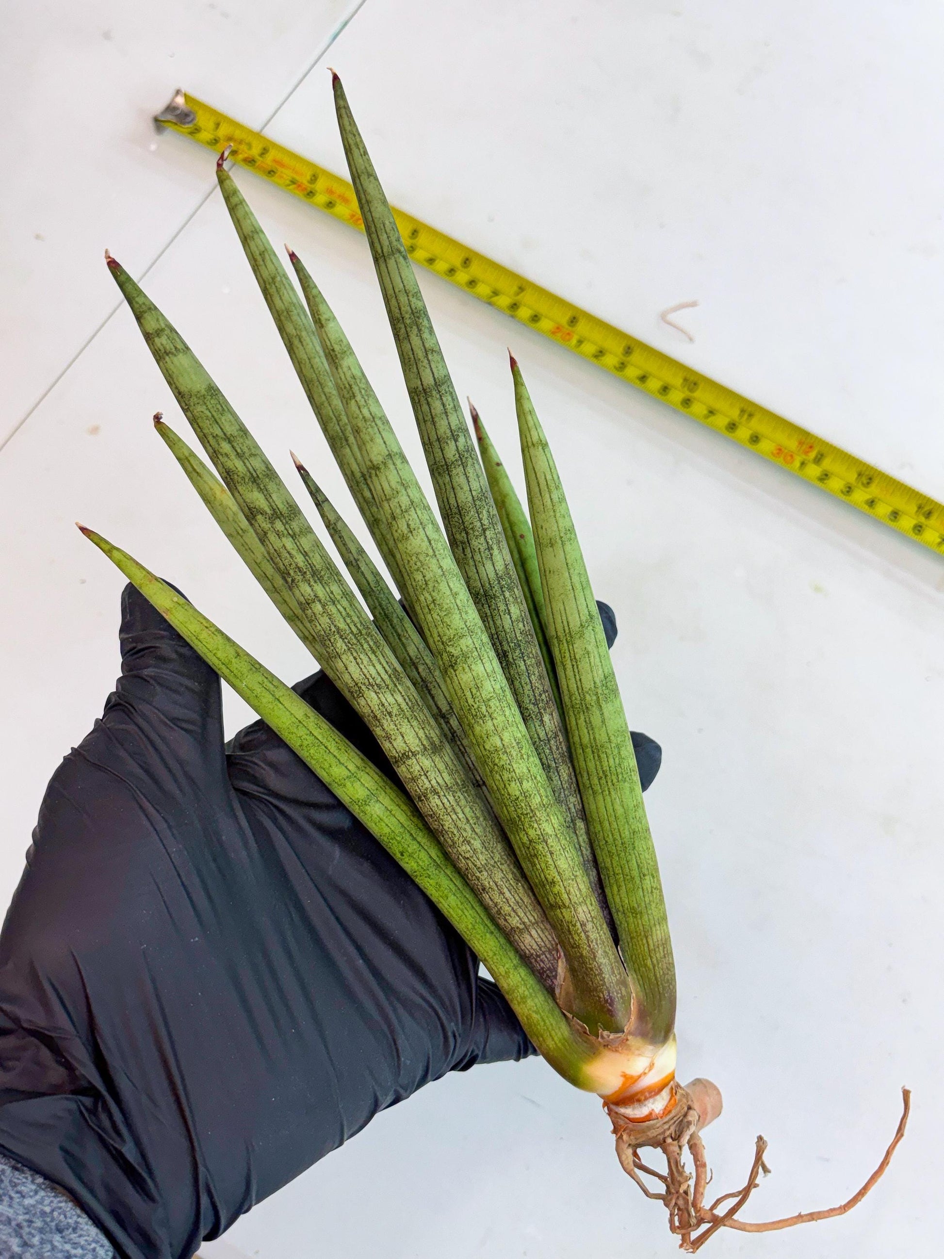 Sansevieria Lancia (b11) | Imported hybrids