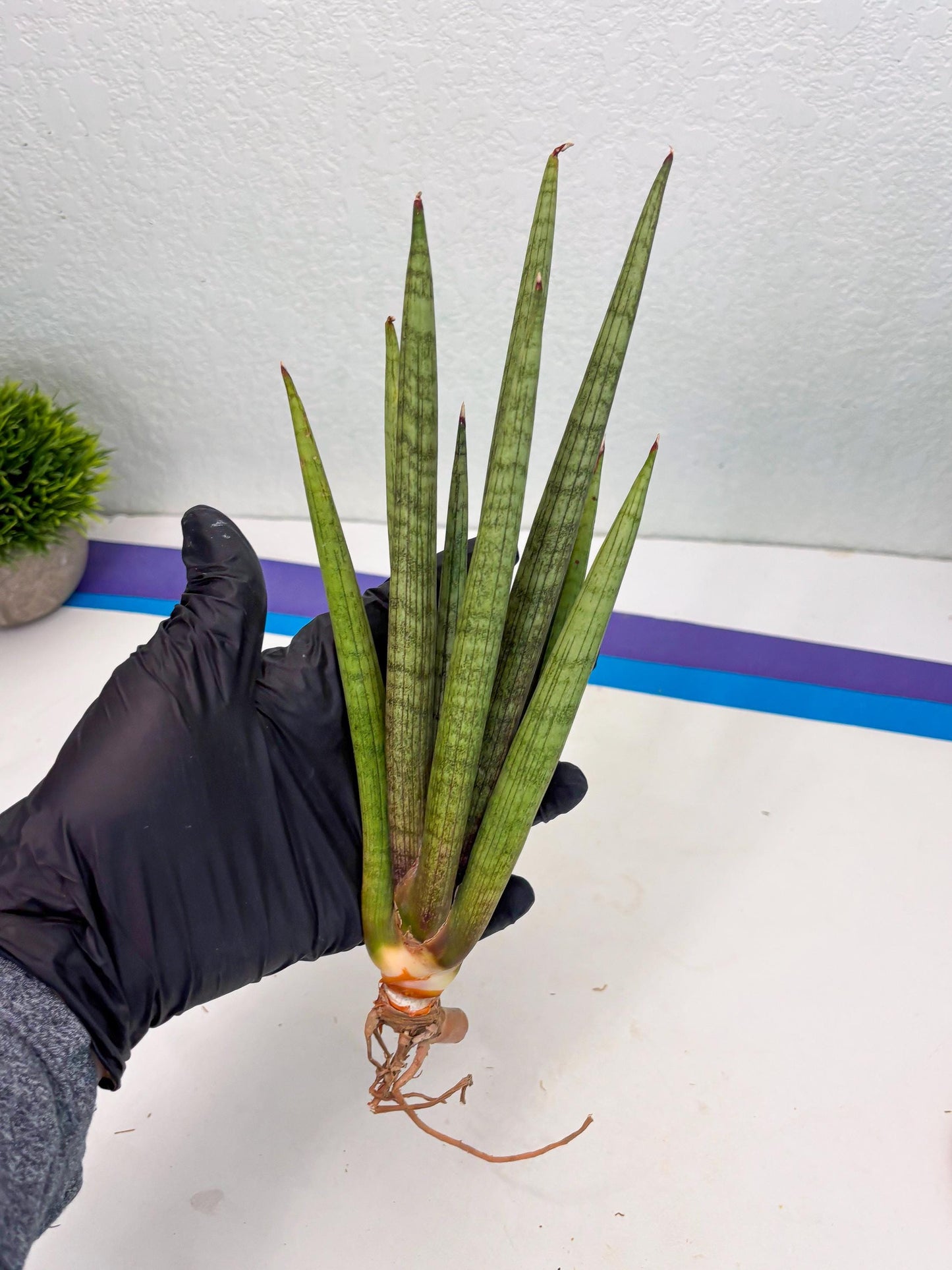 Sansevieria Lancia (b11) | Imported hybrids