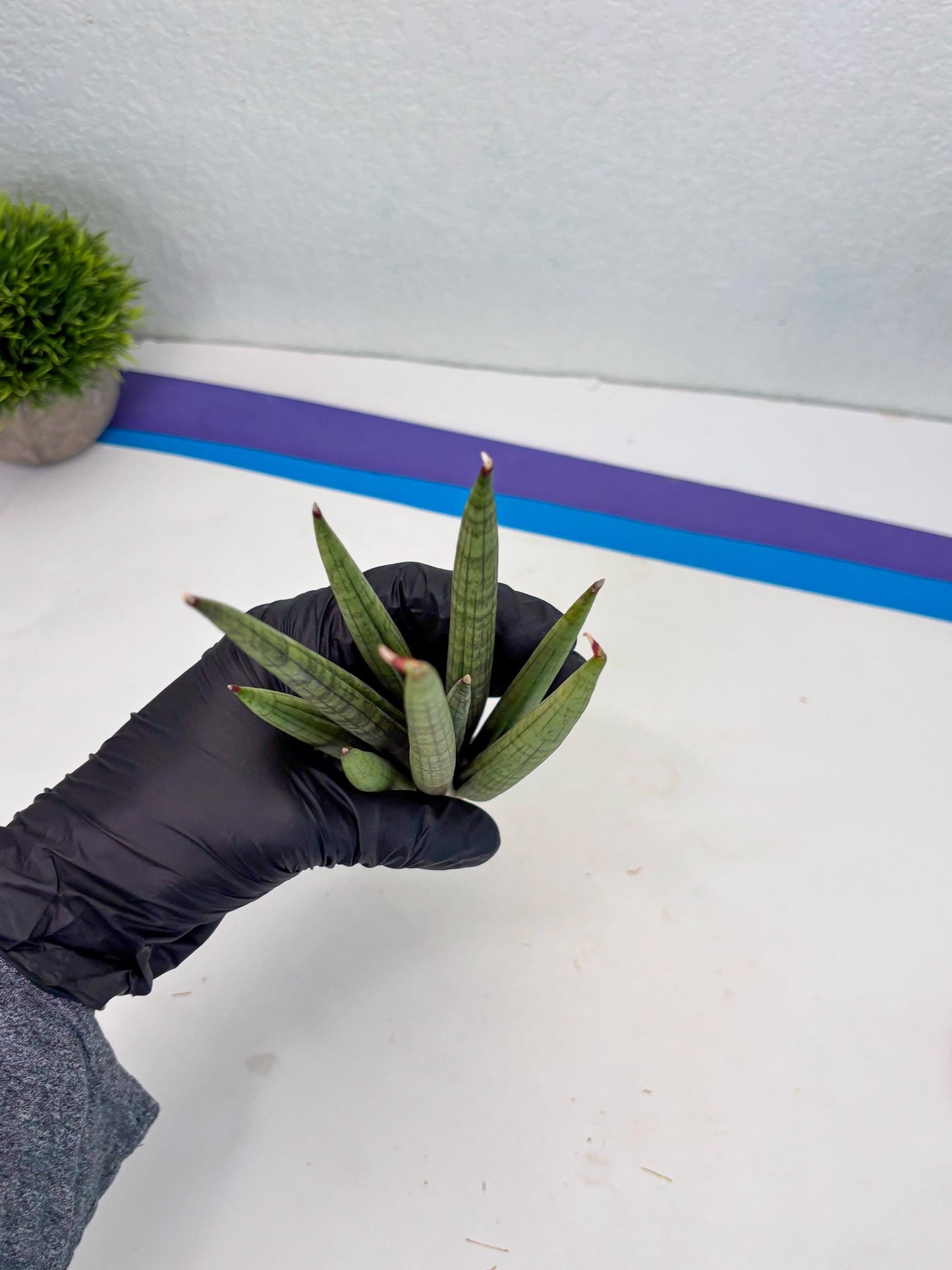 Sansevieria Lancia (b11) | Imported hybrids