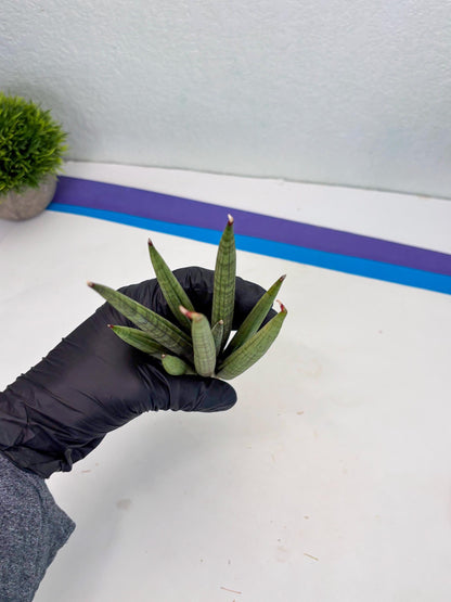 Sansevieria Lancia (b11) | Imported hybrids