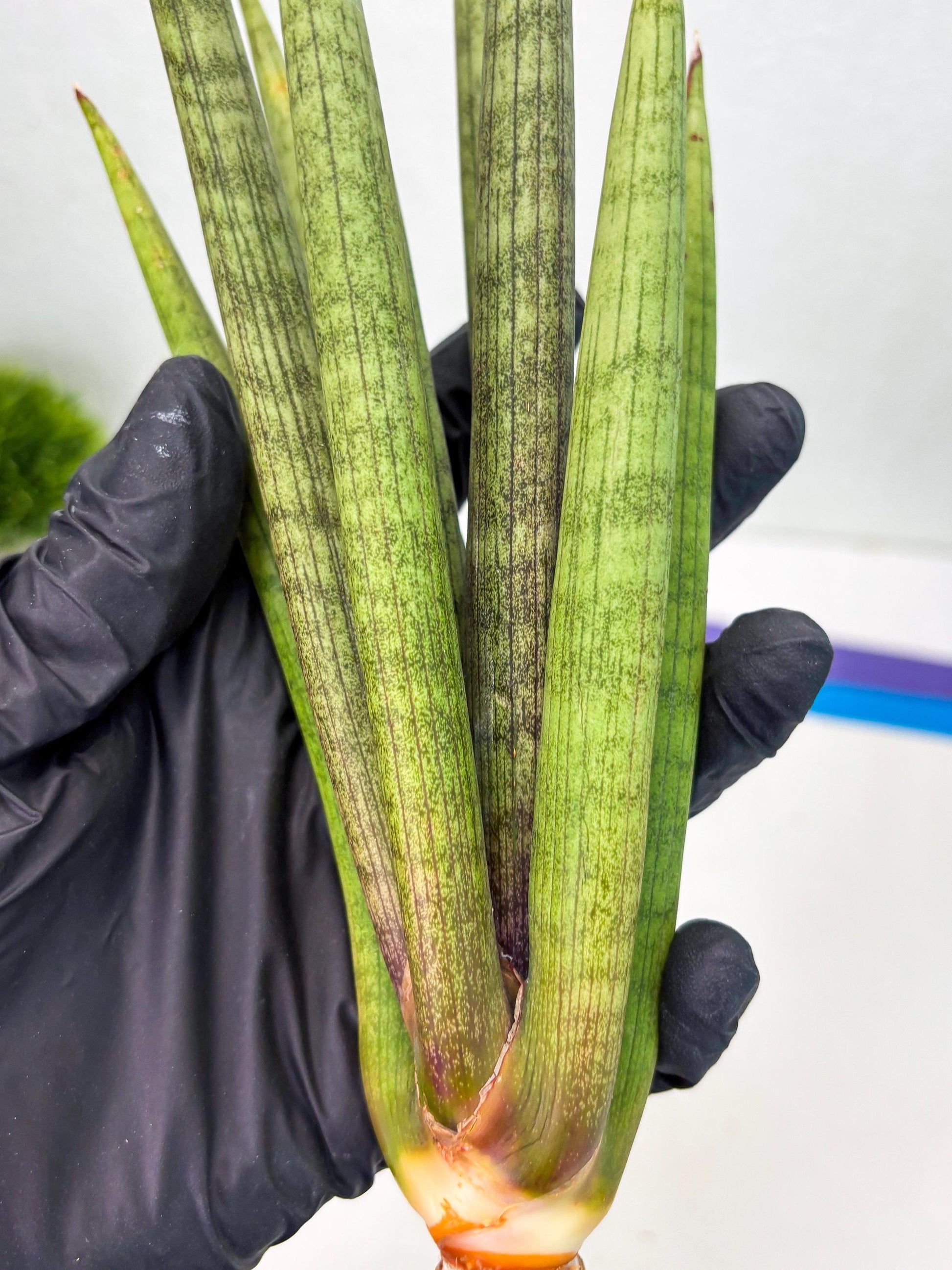 Sansevieria Lancia (b11) | Imported hybrids