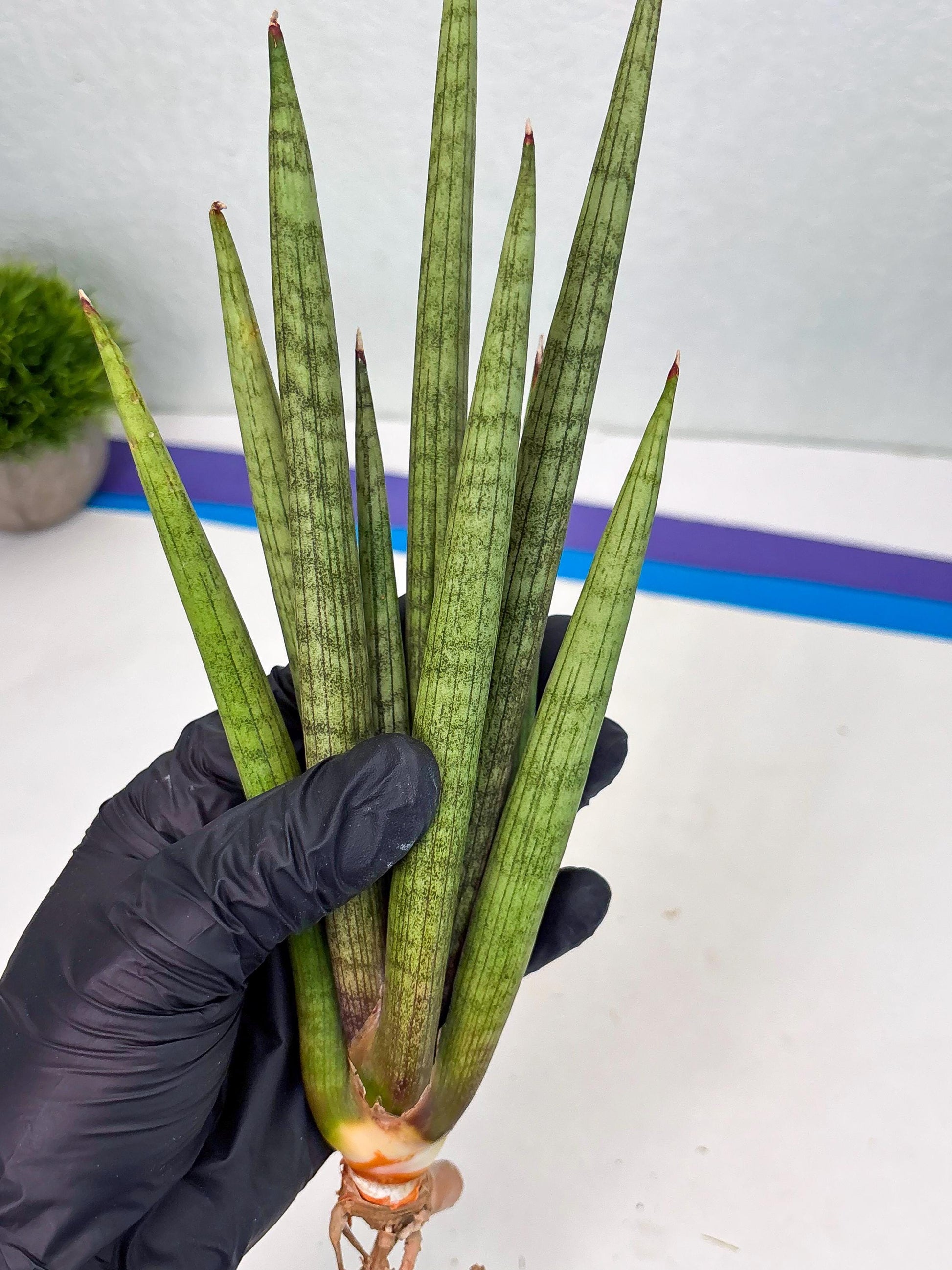 Sansevieria Lancia (b11) | Imported hybrids