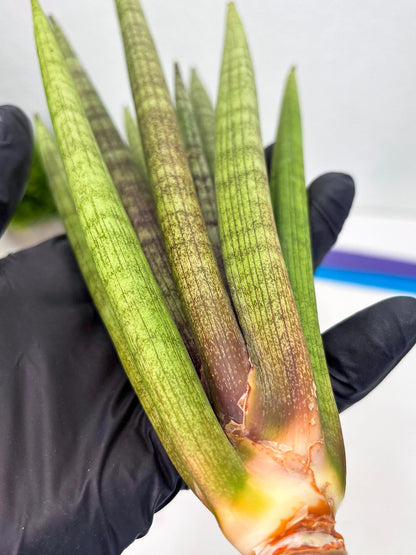 Sansevieria Lancia (b11) | Imported hybrids