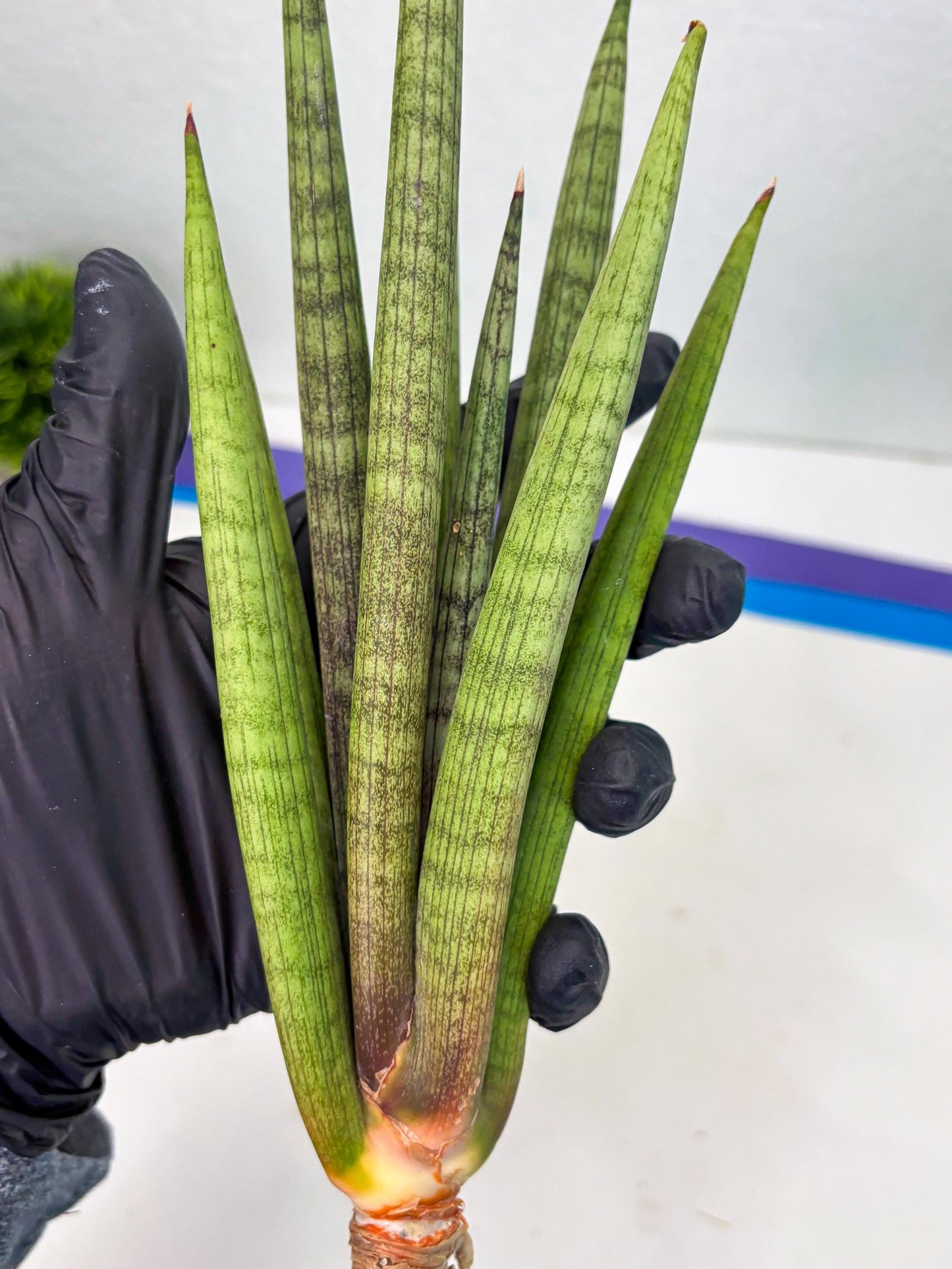 Sansevieria Lancia (b11) | Imported hybrids