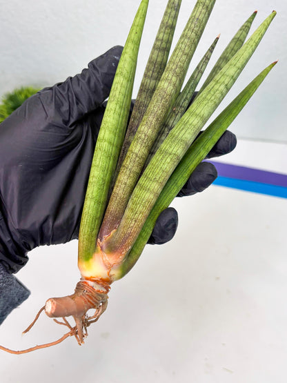 Sansevieria Lancia (b11) | Imported hybrids