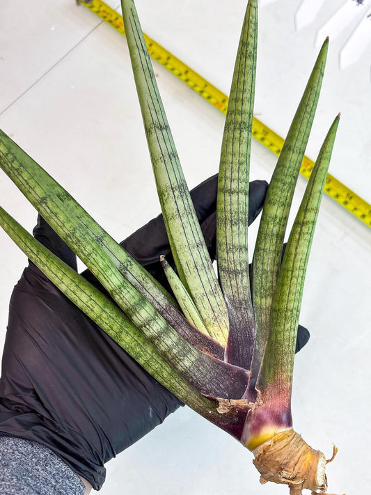 Sansevieria Red Cheek (y6) | Imported Hybrids
