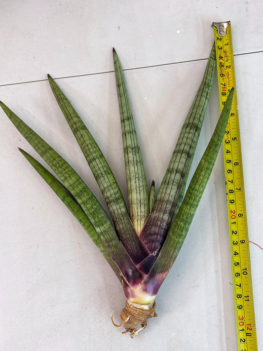 Sansevieria Red Cheek (y6) | Imported Hybrids