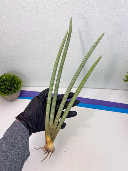 Sansevieria Huren (y14) | Imported Hybrids