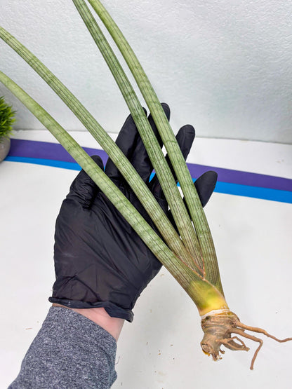 Sansevieria Huren (y14) | Imported Hybrids