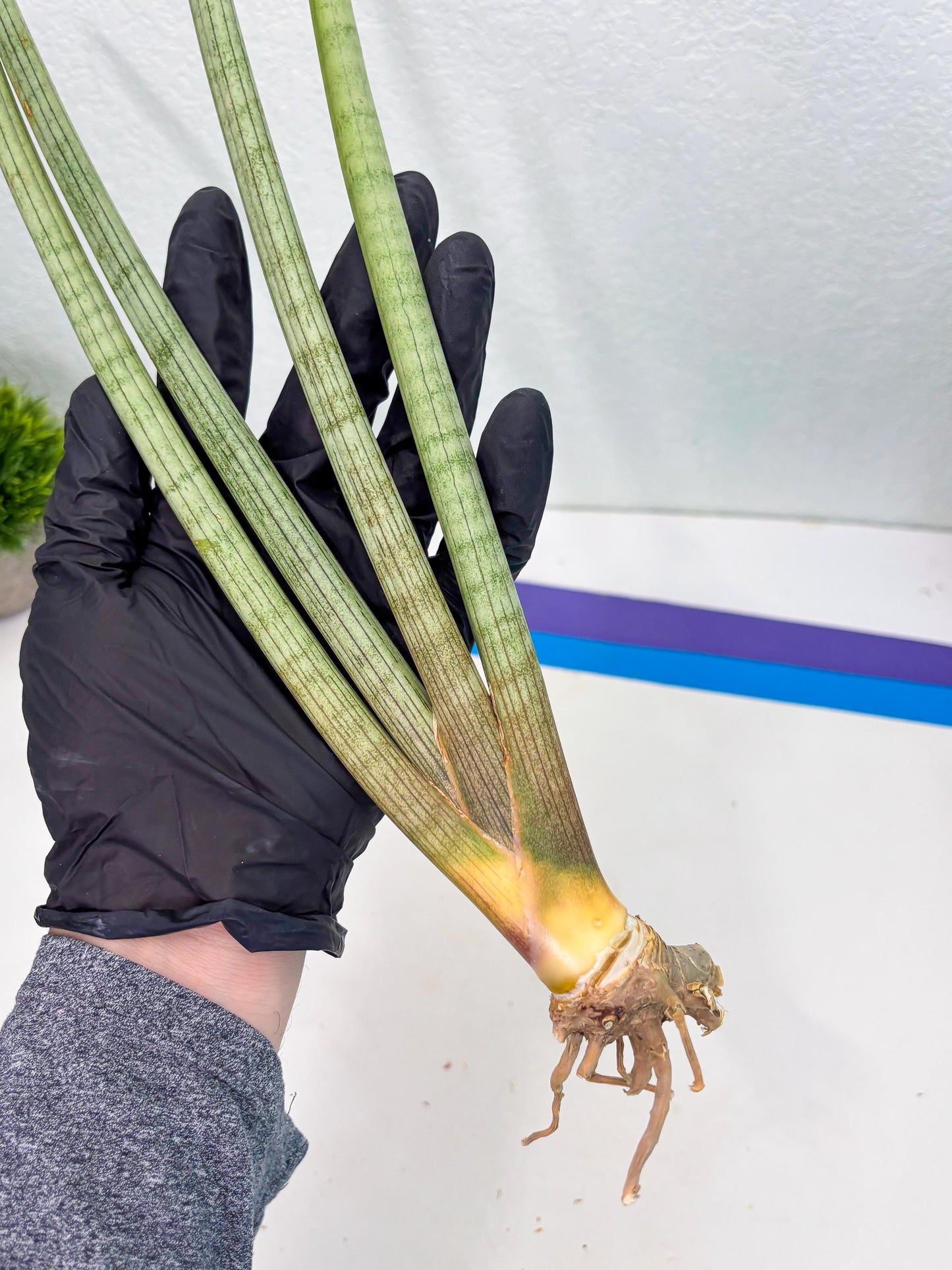 Sansevieria Huren (y14) | Imported Hybrids