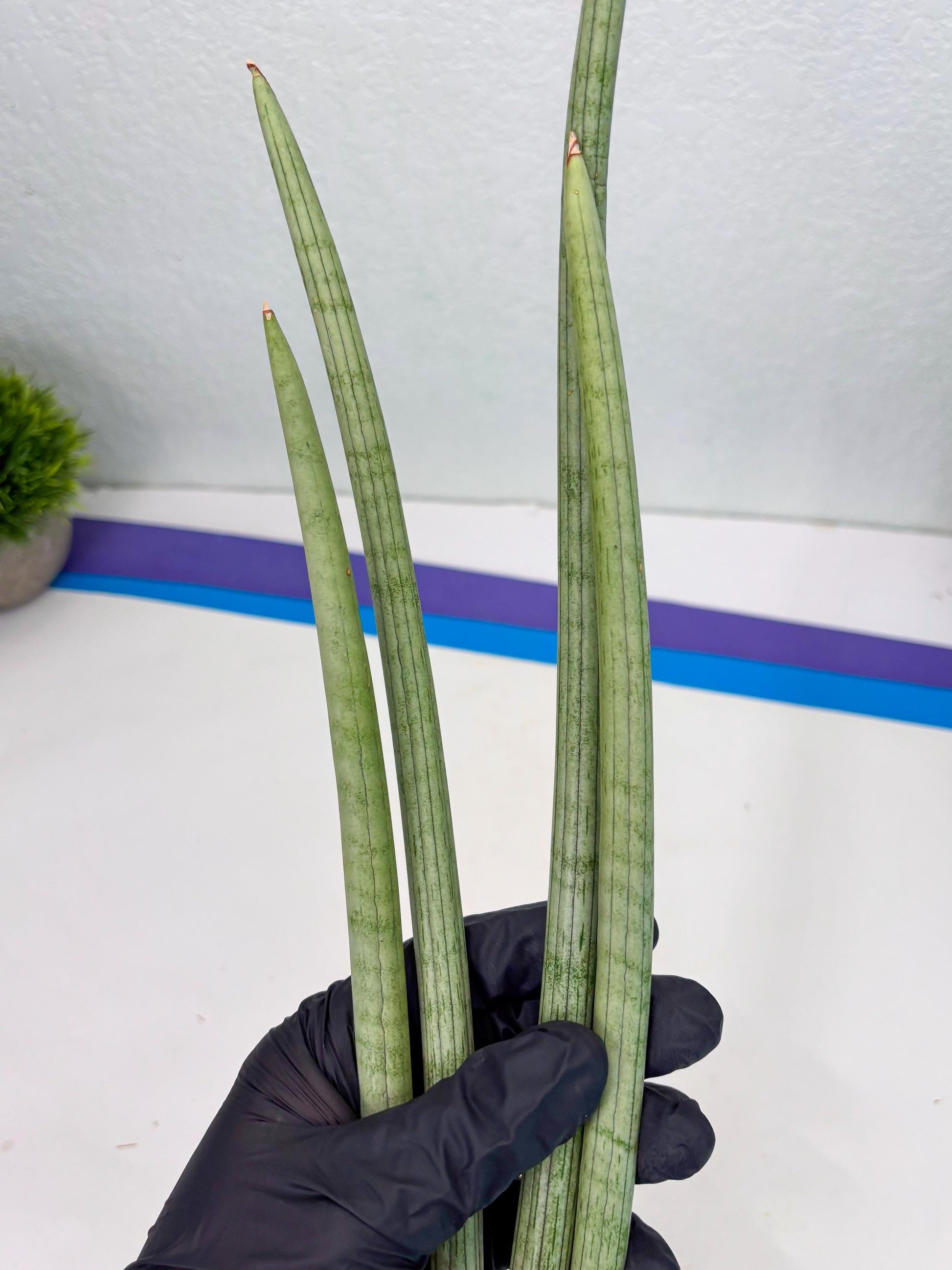 Sansevieria Huren (y14) | Imported Hybrids