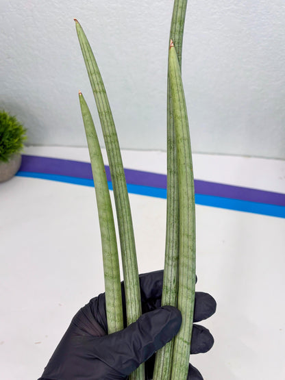 Sansevieria Huren (y14) | Imported Hybrids