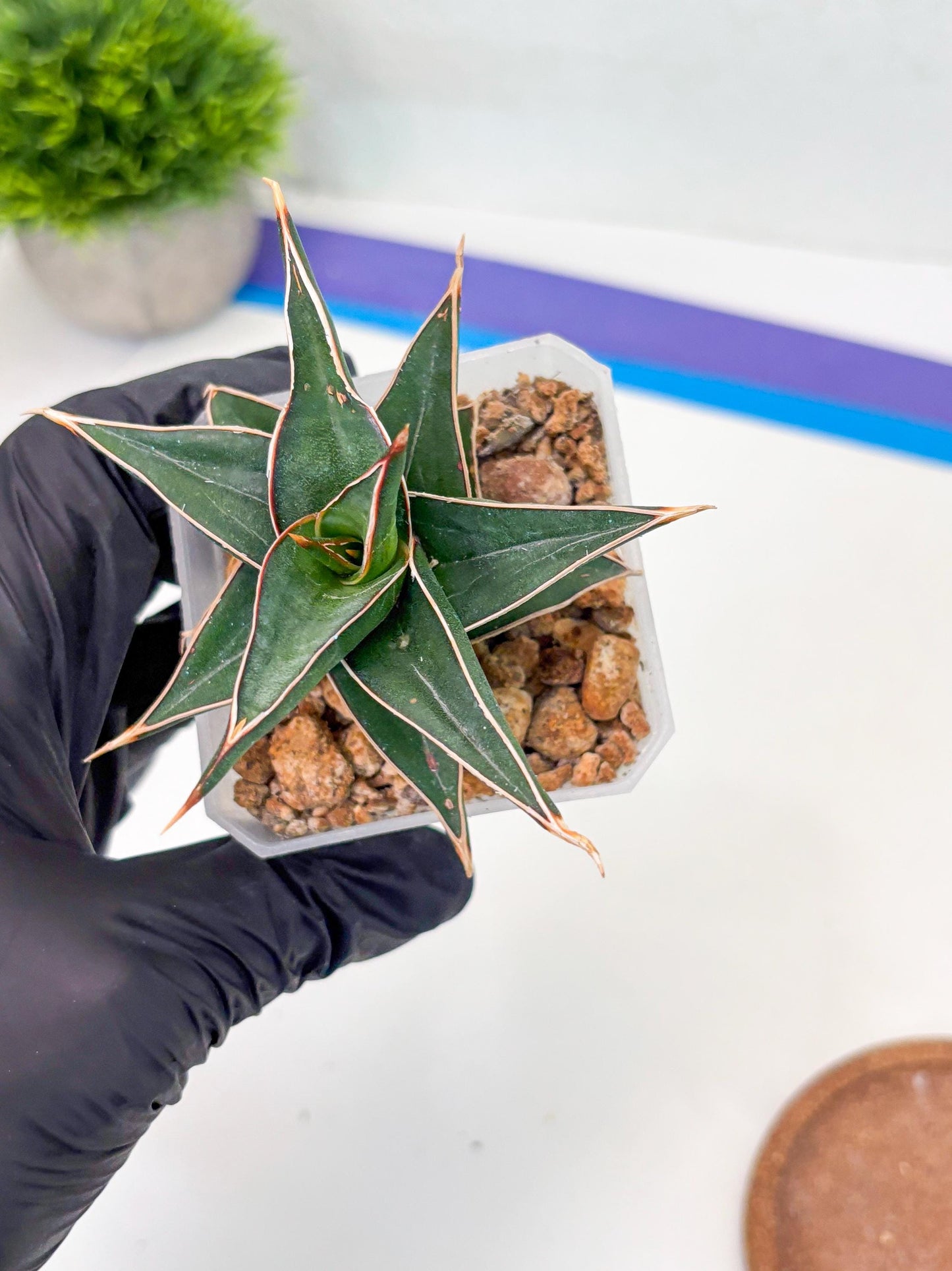 Sansevieria lavranos (Su1) (4) | Imported Sansevieria