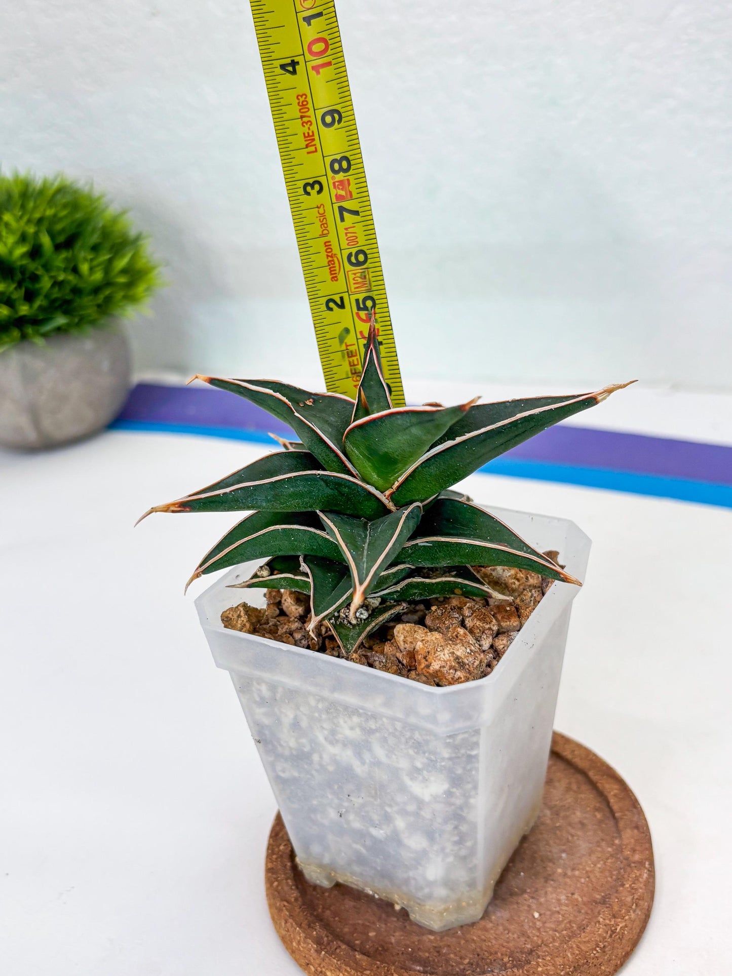 Sansevieria lavranos (Su1) (4) | Imported Sansevieria