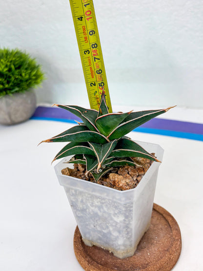 Sansevieria lavranos (Su1) (4) | Imported Sansevieria