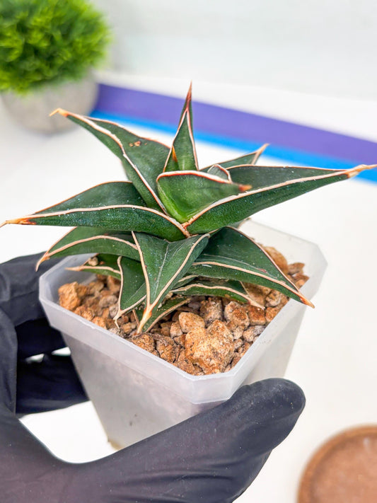 Sansevieria lavranos (Su1) (4) | Imported Sansevieria