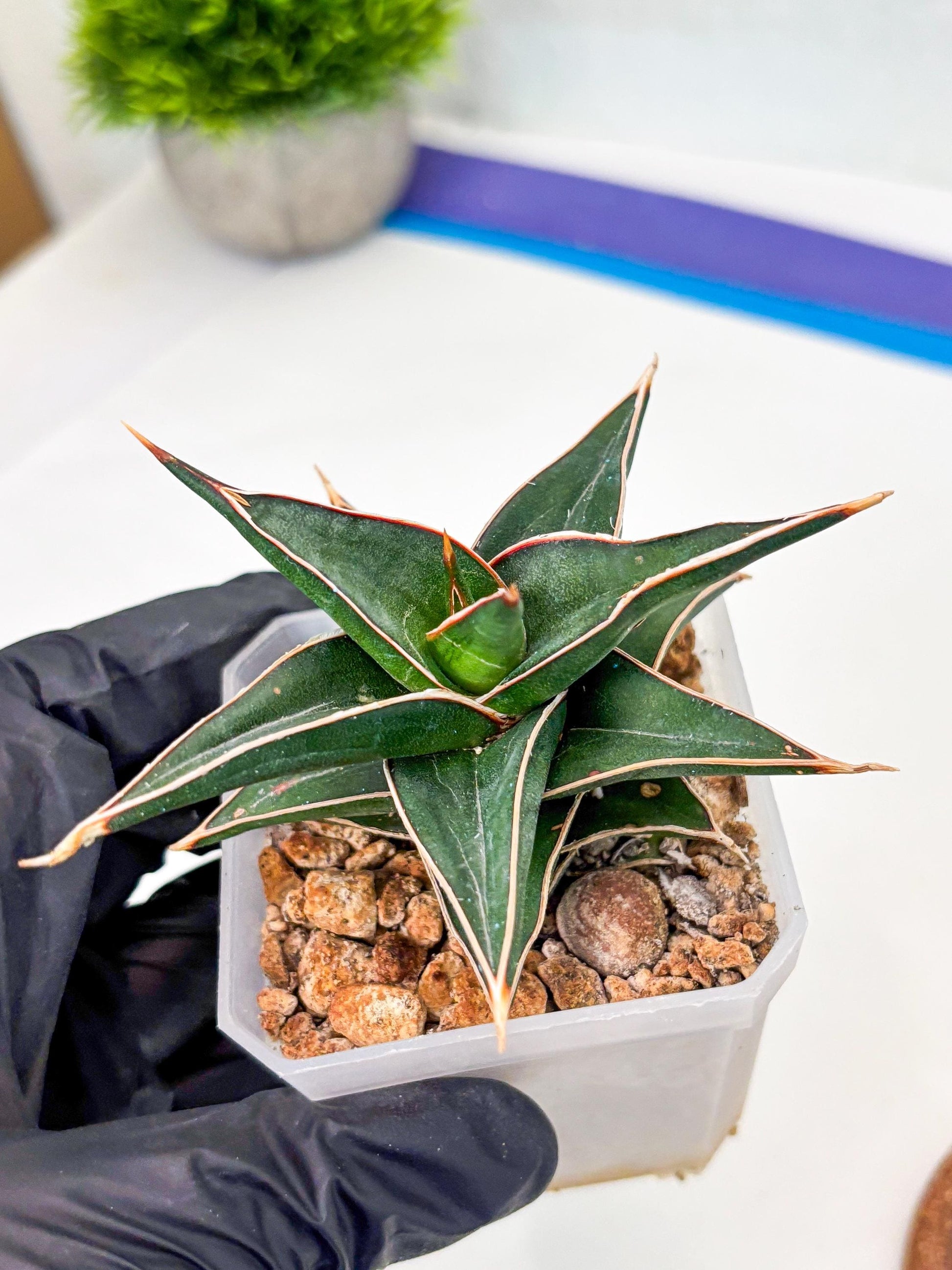 Sansevieria lavranos (Su1) (4) | Imported Sansevieria