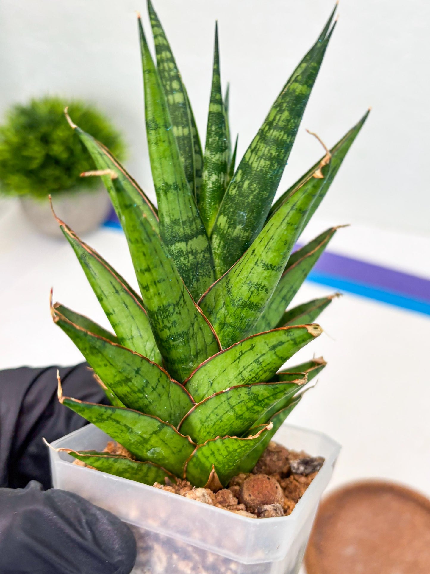 Sansevieria Peridot (Su1) (8) | Imported Sansevieria
