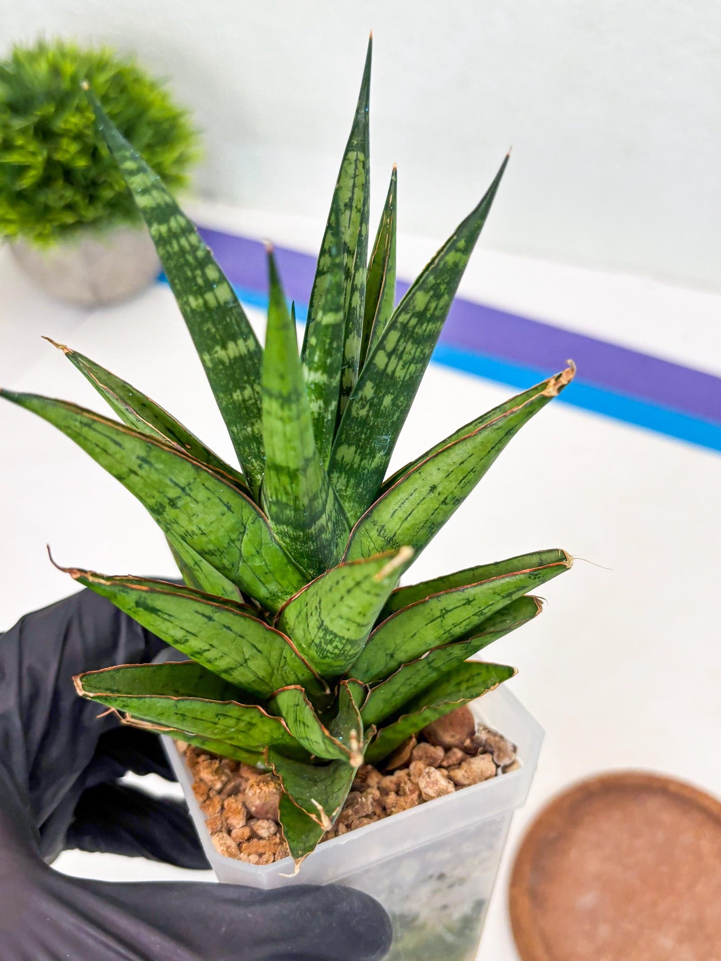 Sansevieria Peridot (Su1) (8) | Imported Sansevieria