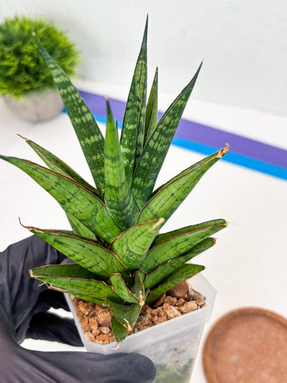 Sansevieria Peridot (Su1) (8) | Imported Sansevieria