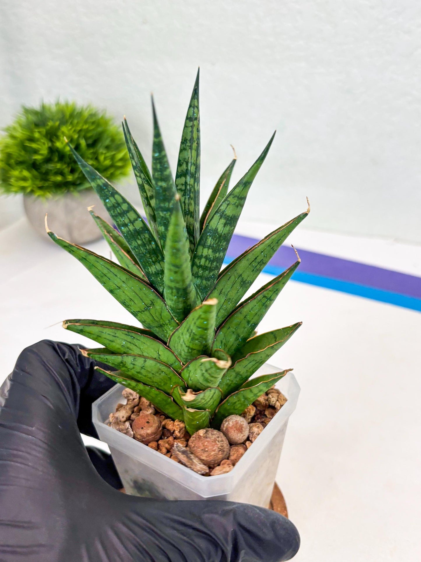 Sansevieria Peridot (Su1) (8) | Imported Sansevieria