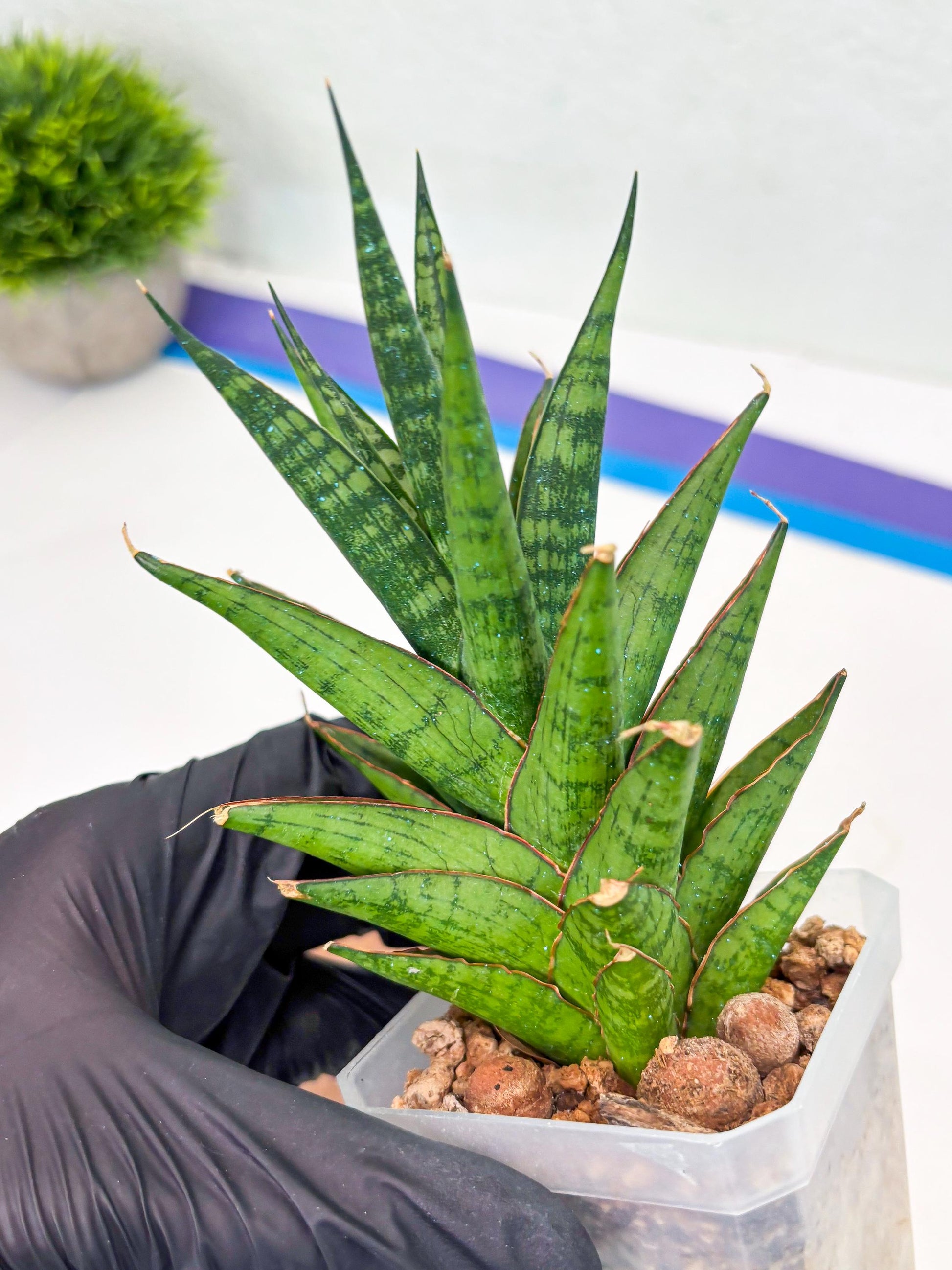 Sansevieria Peridot (Su1) (8) | Imported Sansevieria