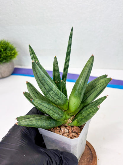 Sansevieria Hedgehog (#PH24) | Rare Imported Hybrids