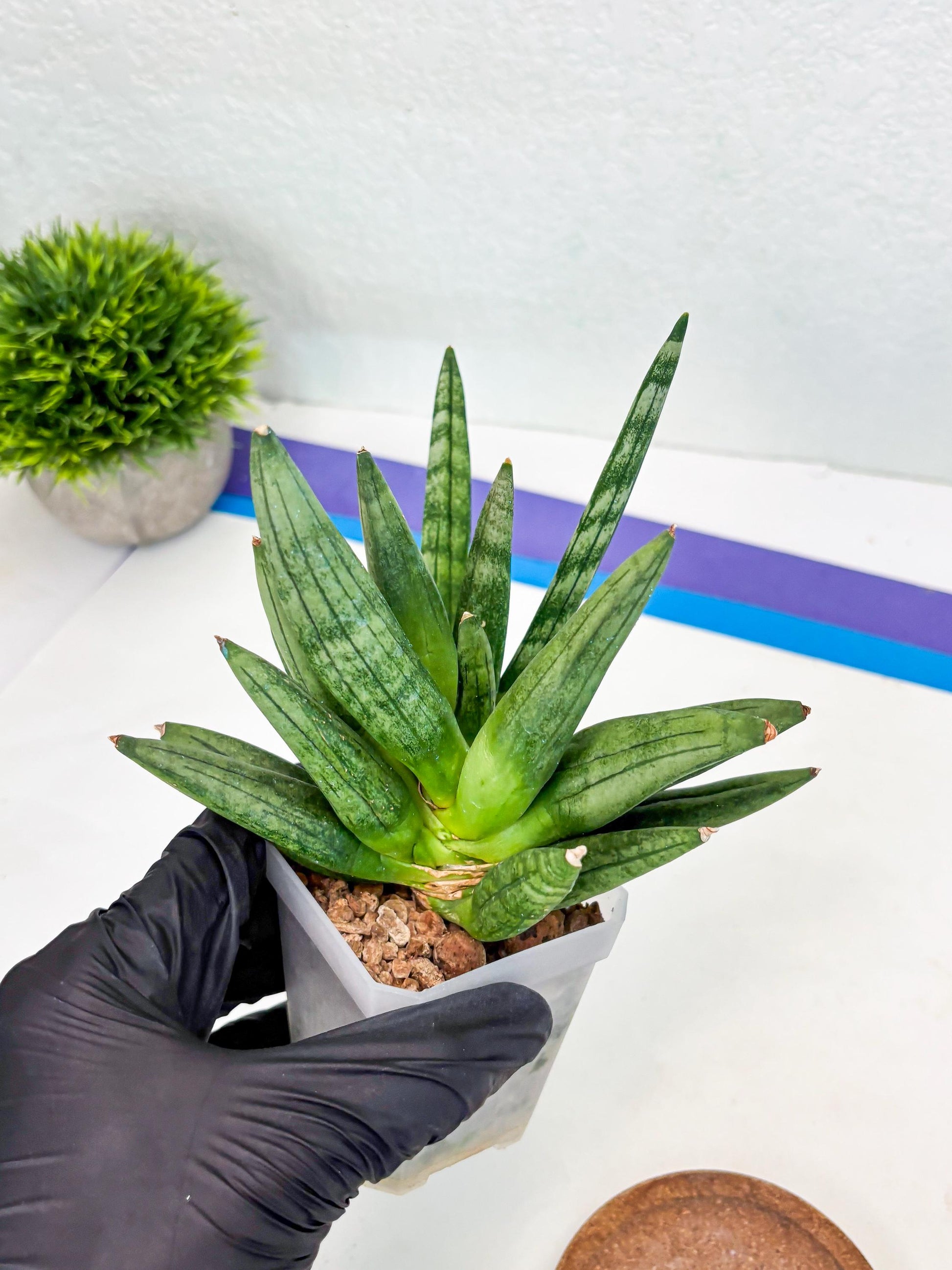 Sansevieria Hedgehog (#PH24) | Rare Imported Hybrids