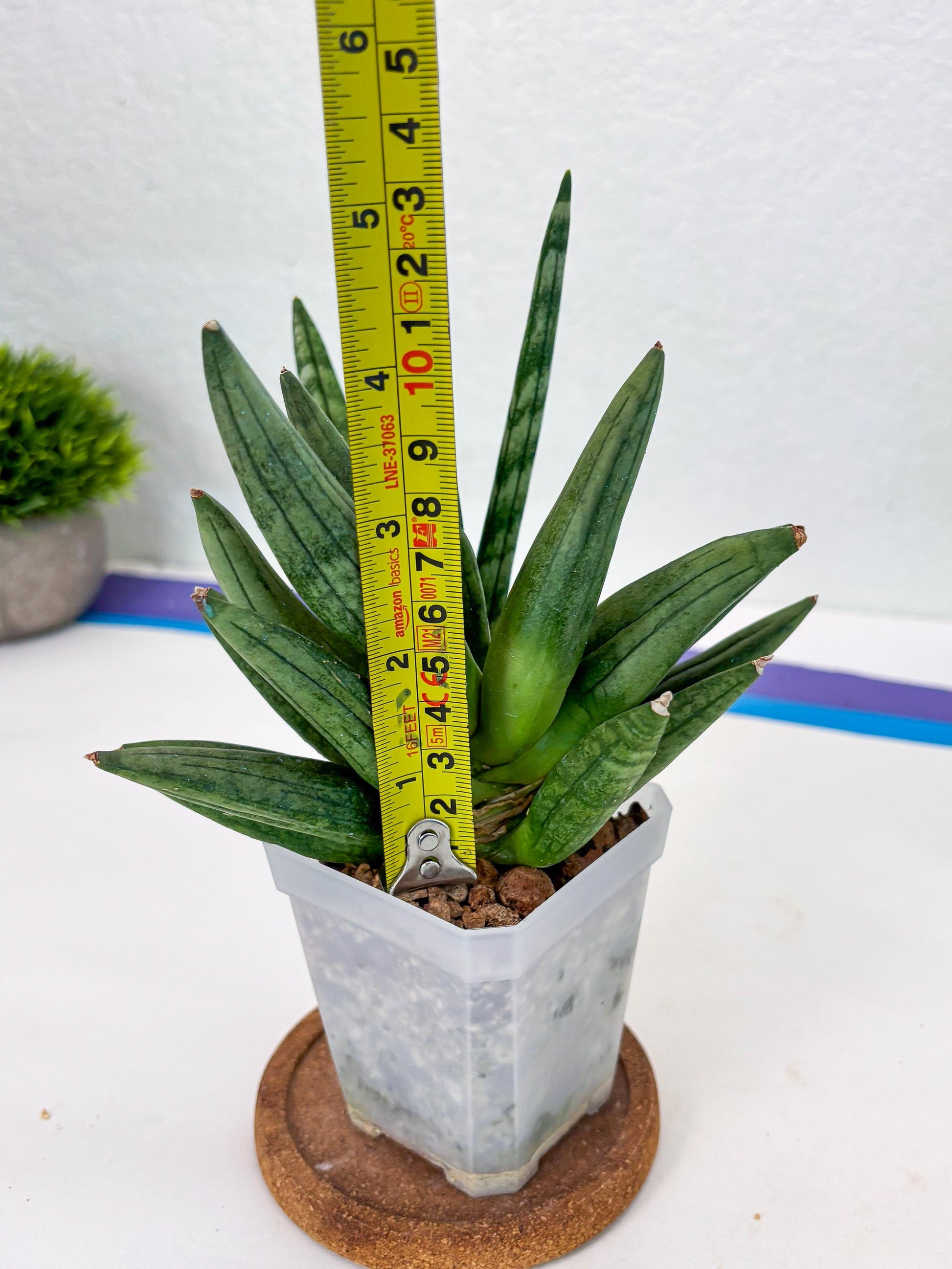 Sansevieria Hedgehog (#PH24) | Rare Imported Hybrids