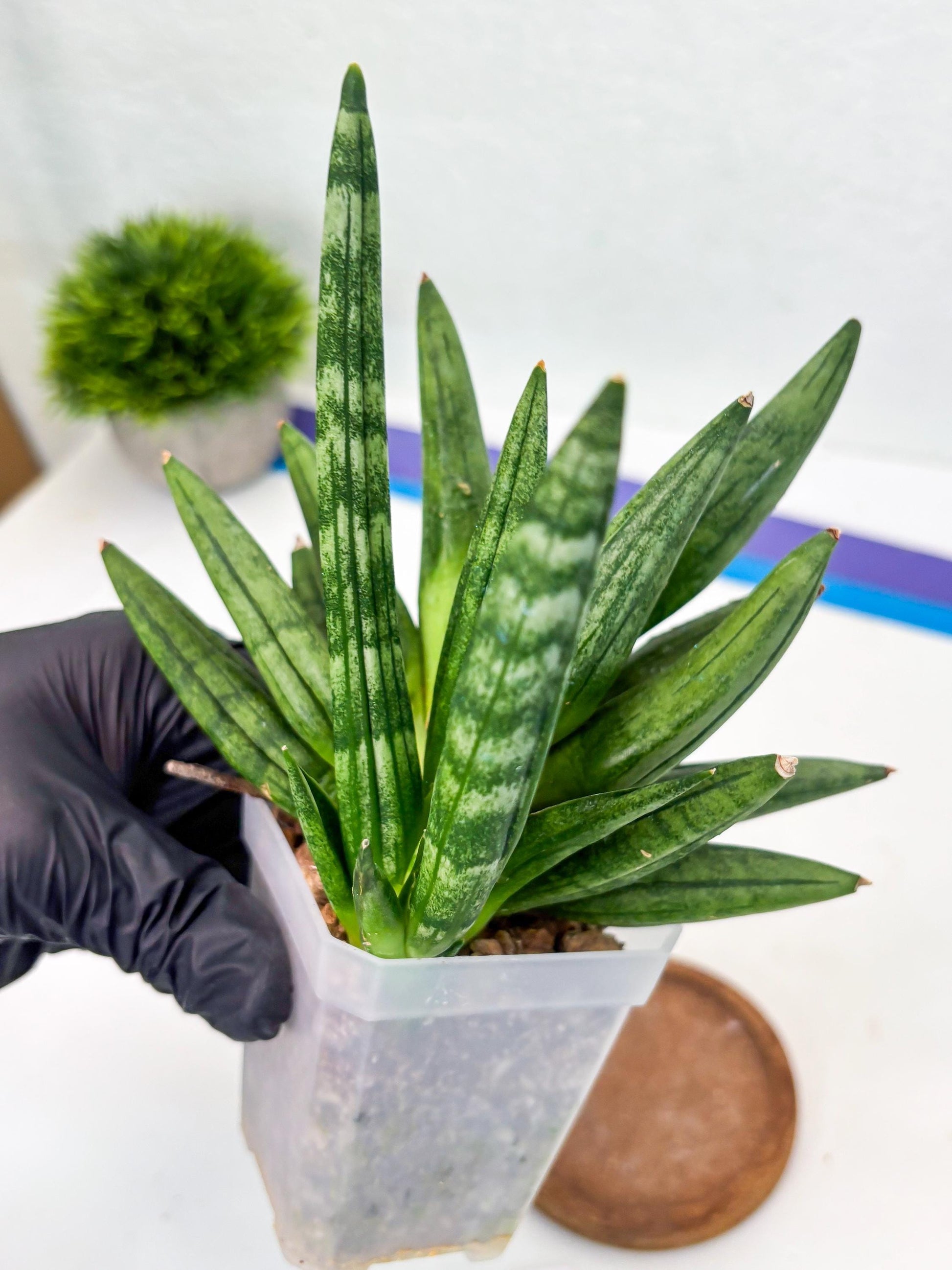 Sansevieria Hedgehog (#PH24) | Rare Imported Hybrids
