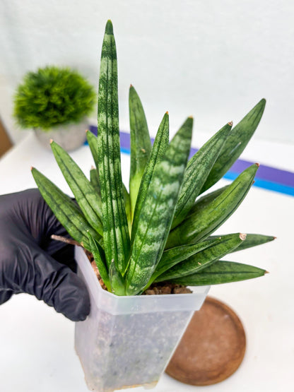 Sansevieria Hedgehog (#PH24) | Rare Imported Hybrids