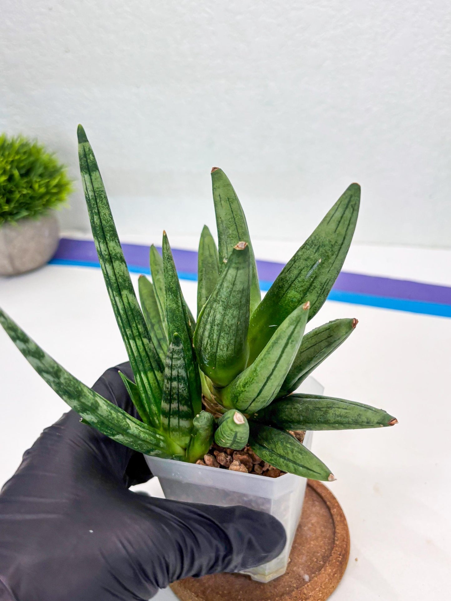 Sansevieria Hedgehog (#PH24) | Rare Imported Hybrids